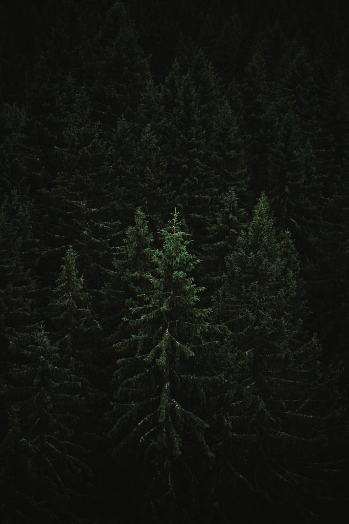 green pine trees during daytime